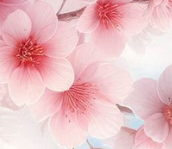 Spring Phone Wallpaper